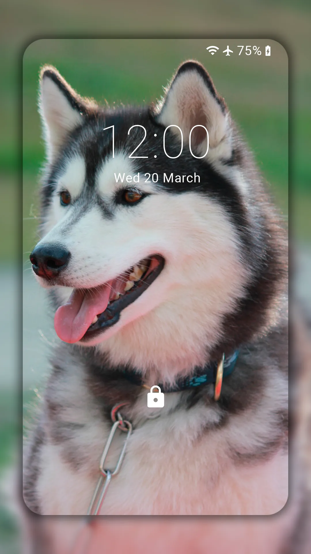 Husky dog Wallpaper HD Themes | Indus Appstore | Screenshot