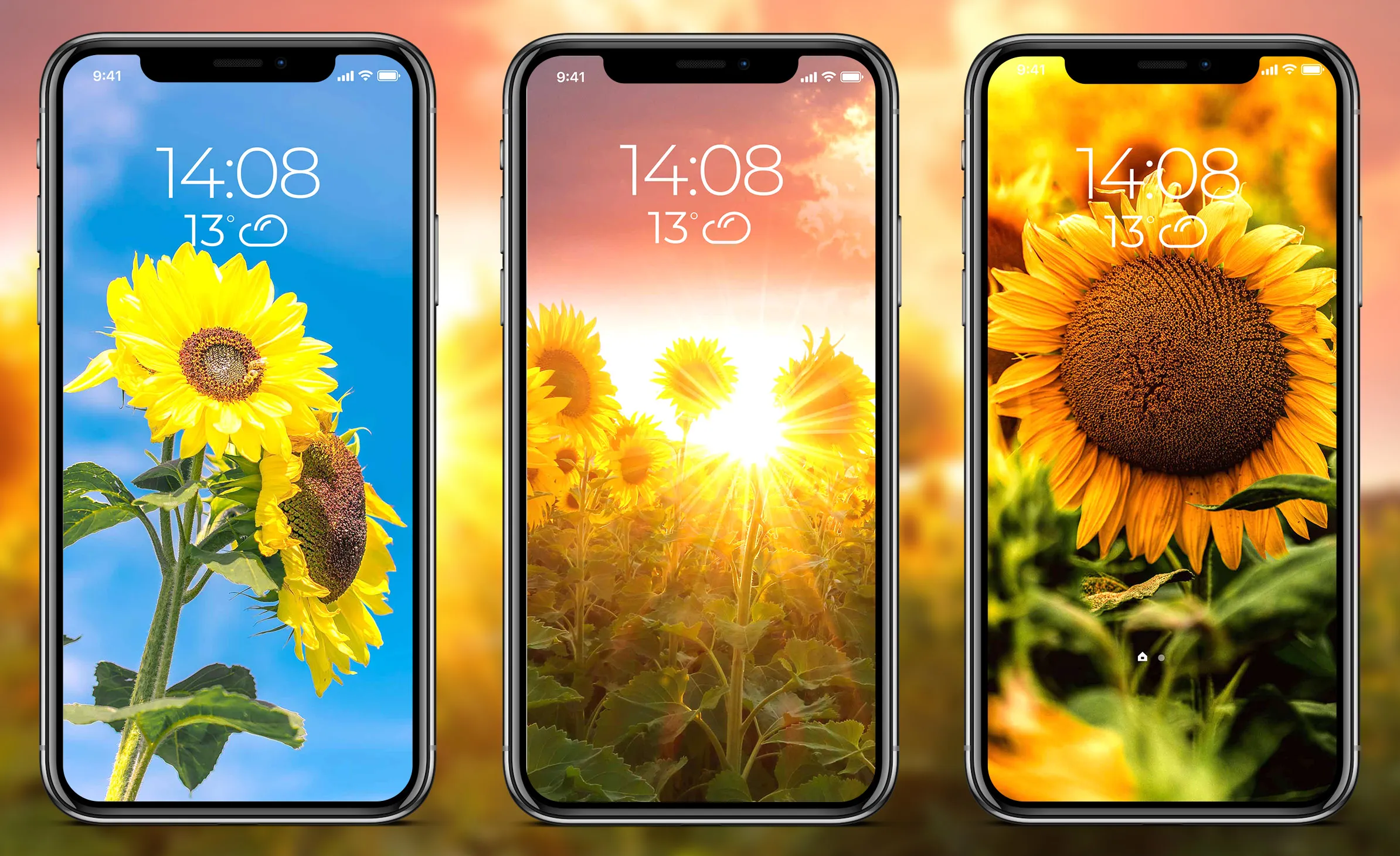 Sunflower Wallpapers | Indus Appstore | Screenshot