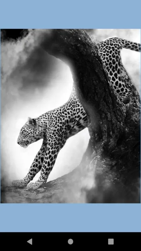 Leopard wallpaper: panther | Indus Appstore | Screenshot