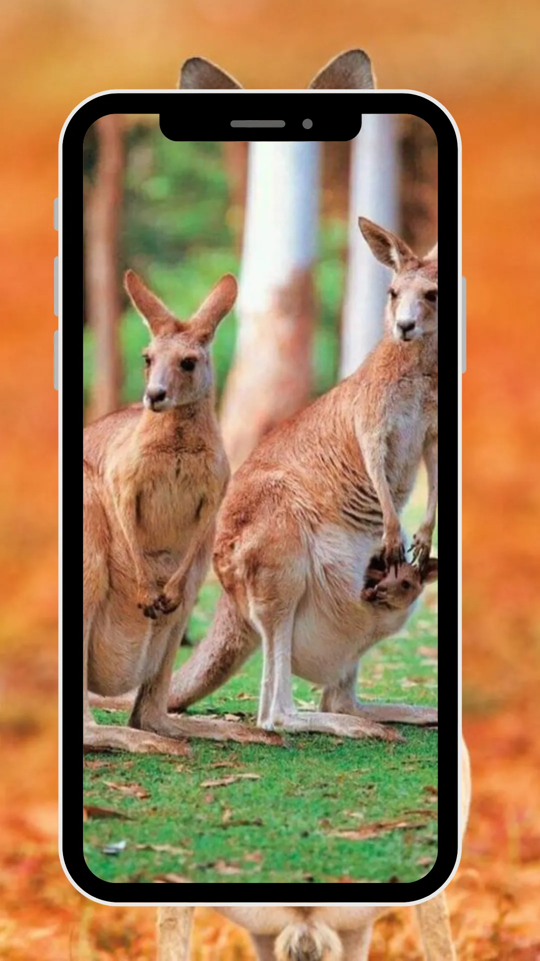 Wallpaper Kangaroo | Indus Appstore | Screenshot