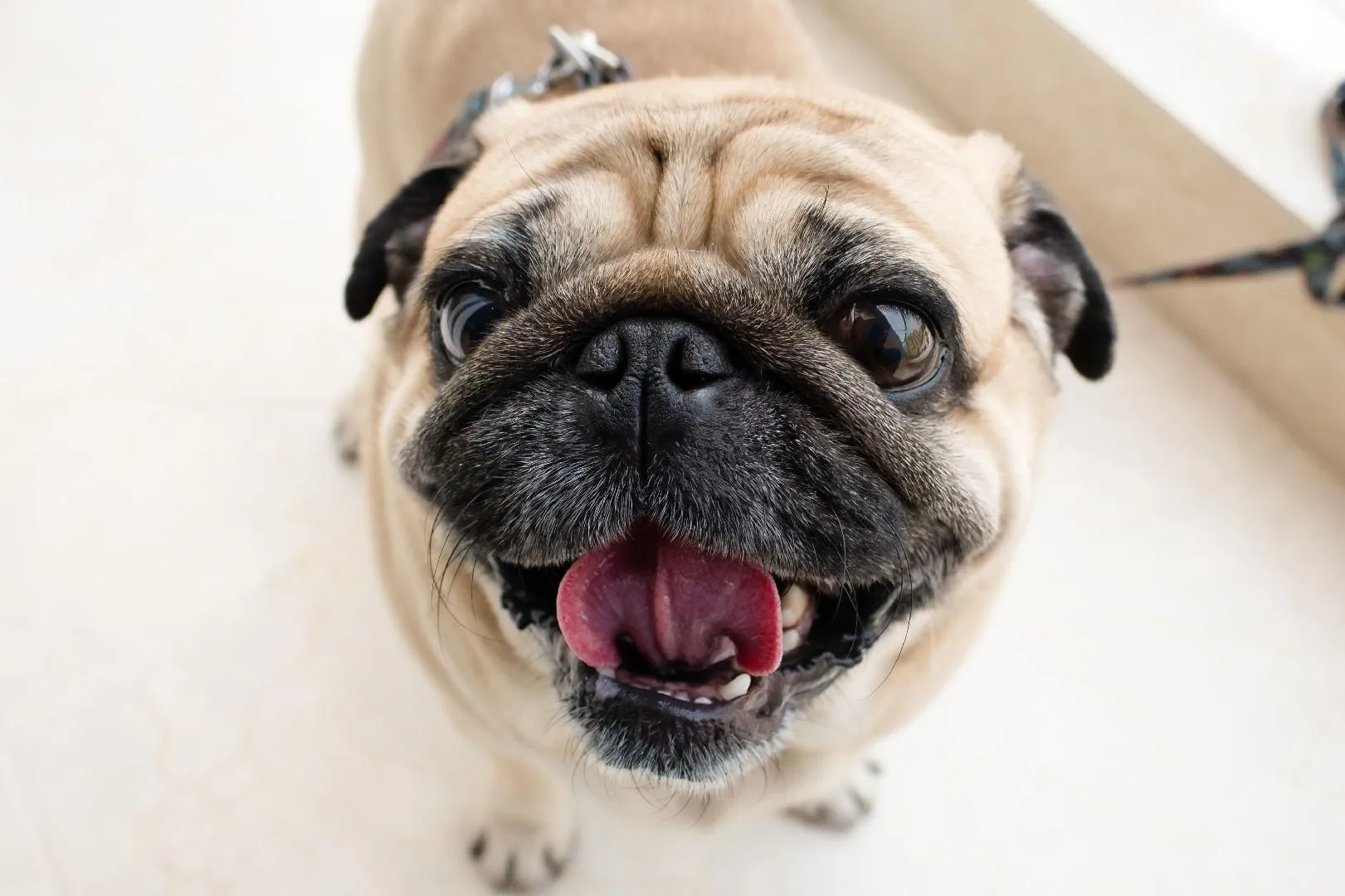 Pugs jigsaw puzzle dogs | Indus Appstore | Screenshot