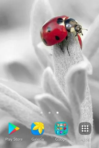 Ladybug Wallpapers | Indus Appstore | Screenshot