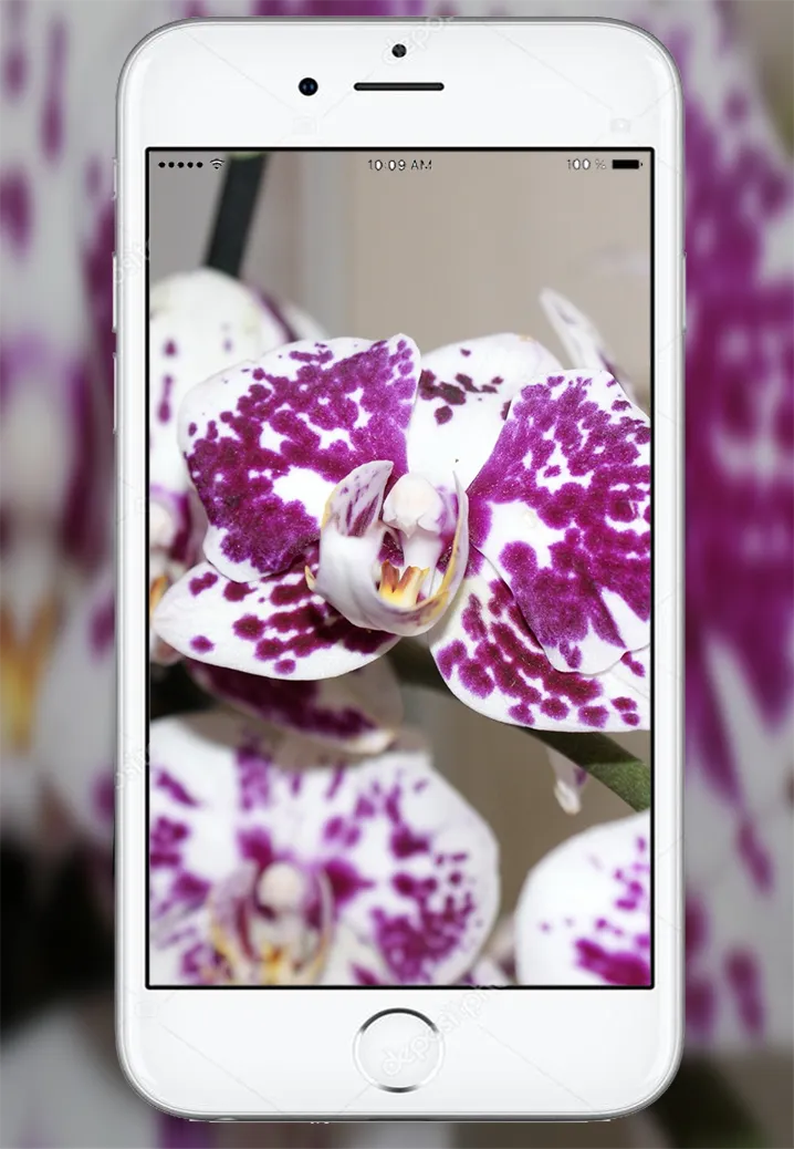 Orchid Flowers Wallpaper | Indus Appstore | Screenshot