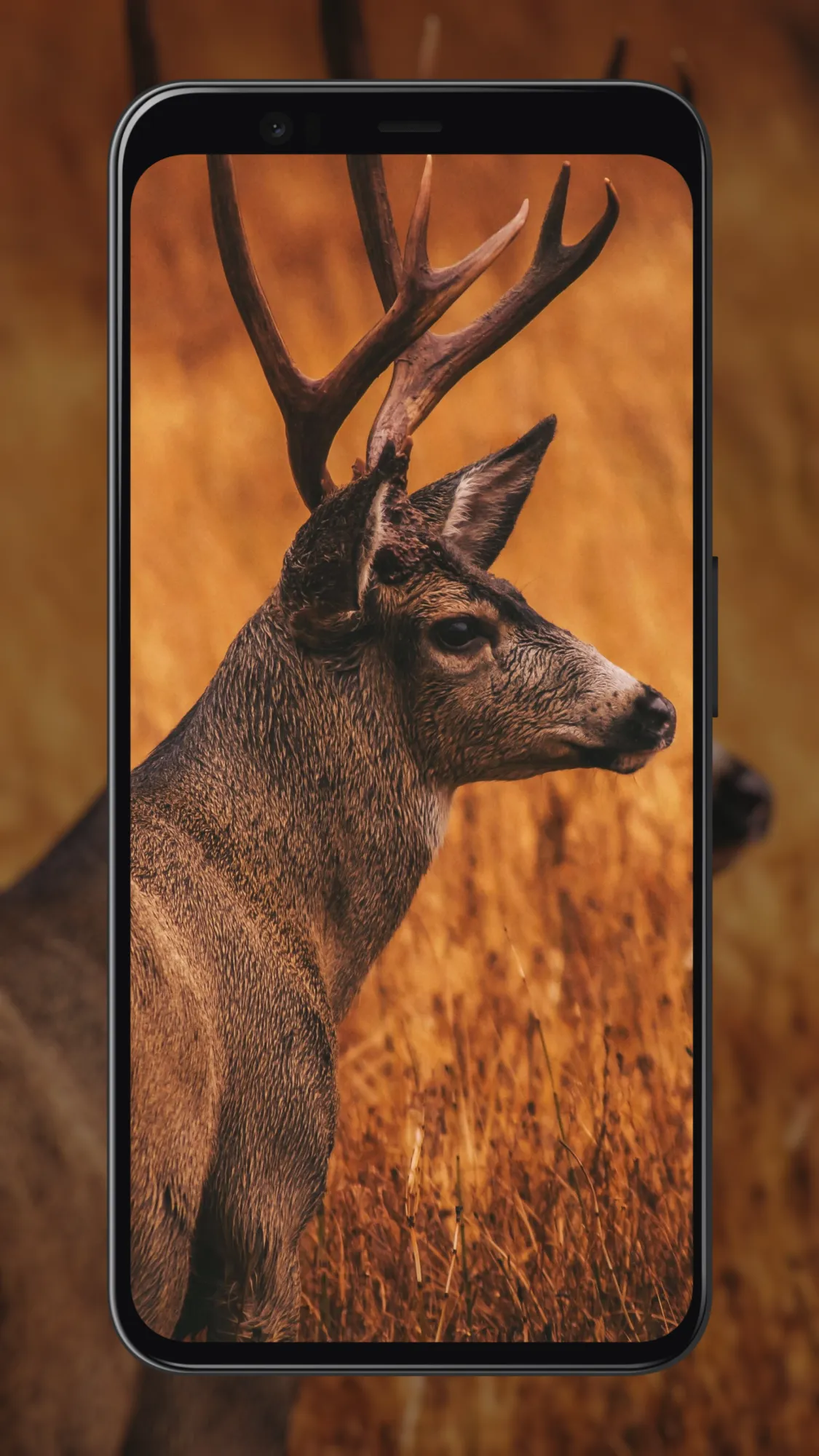 Deer Wallpapers | Indus Appstore | Screenshot