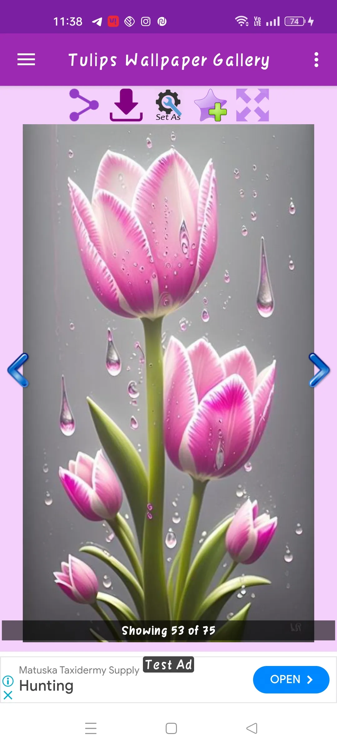 Tulips Wallpaper | Indus Appstore | Screenshot