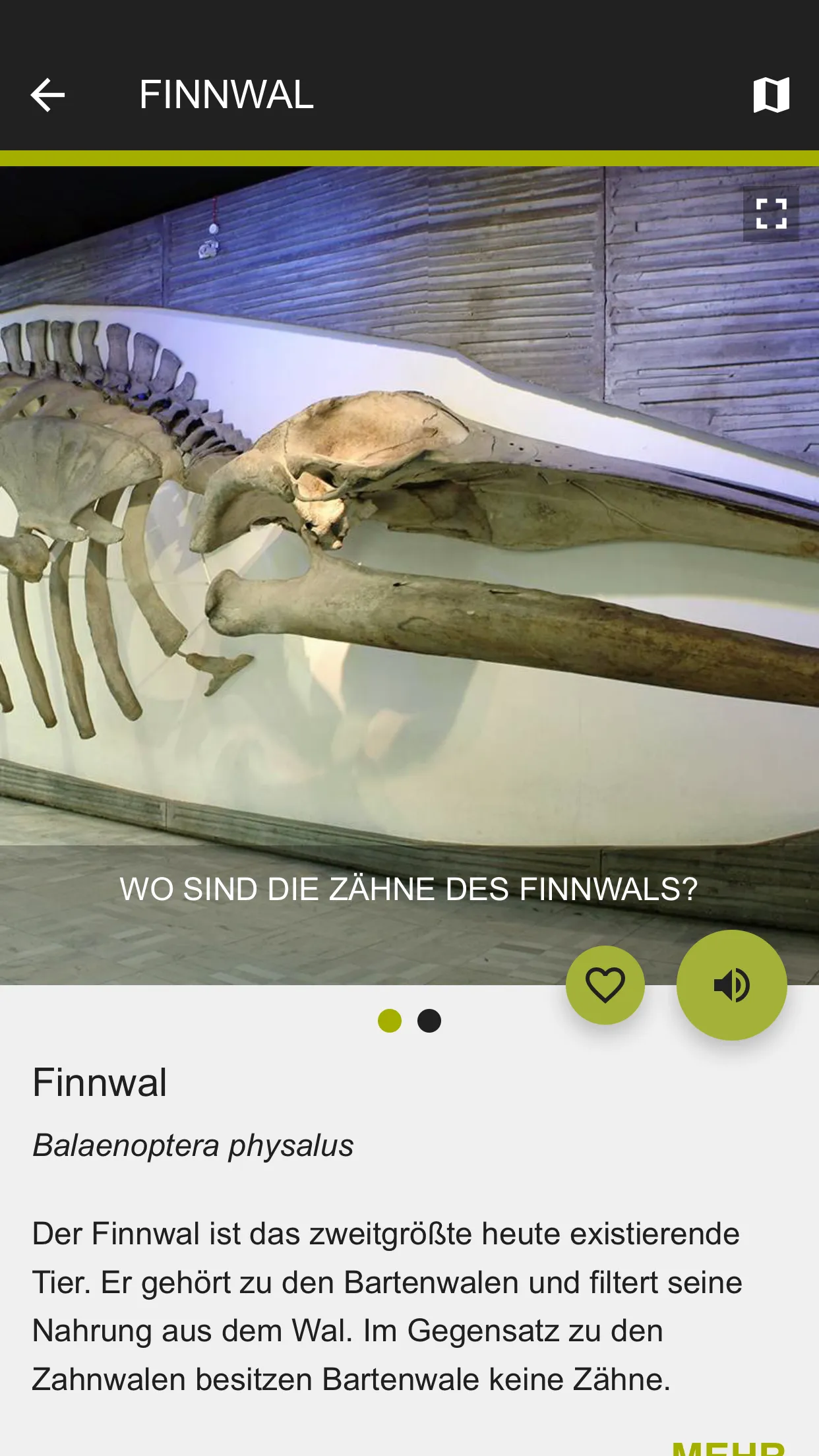 Senckenberg Naturmuseum | Indus Appstore | Screenshot