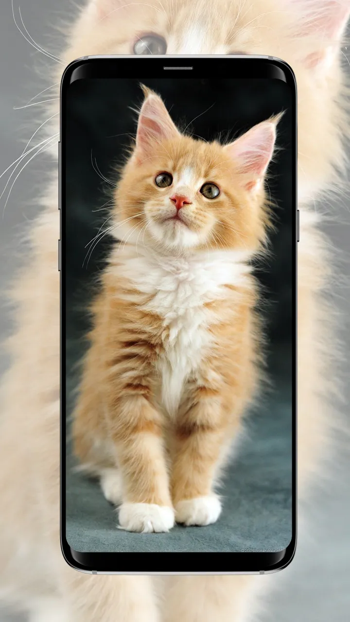 Cat Wallpaper | Indus Appstore | Screenshot