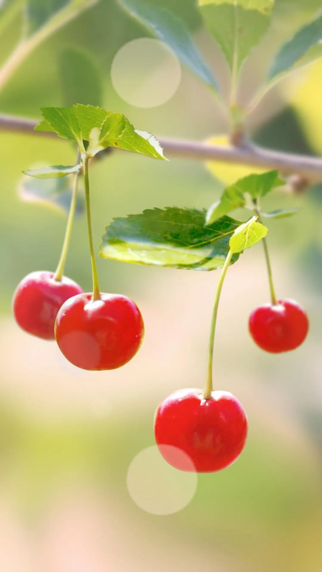 Sweet Cherry Live Wallpaper | Indus Appstore | Screenshot