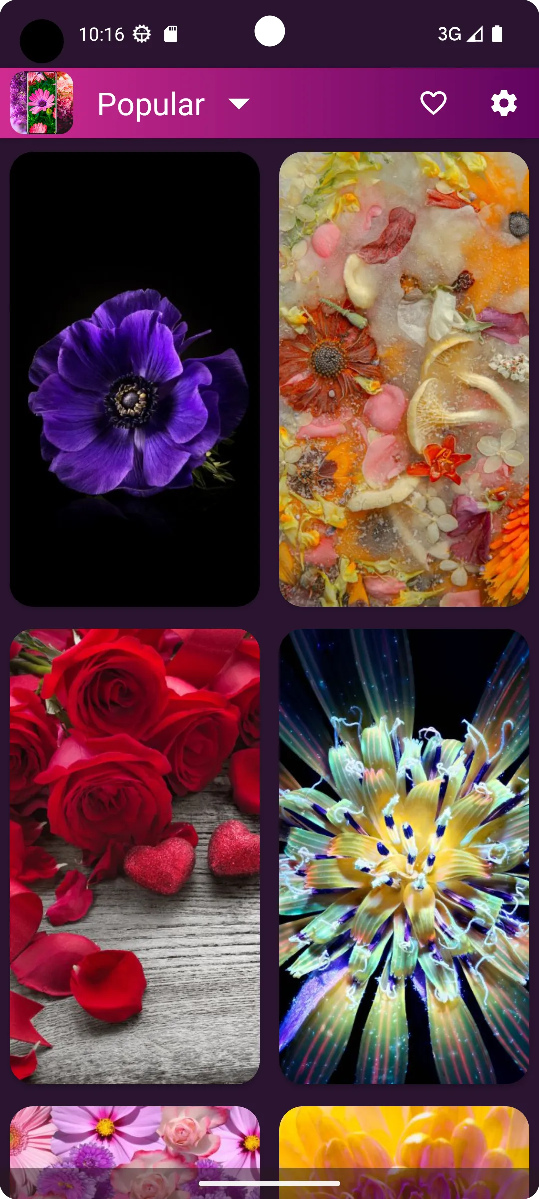 Flower Wallpapers - Flowrify | Indus Appstore | Screenshot