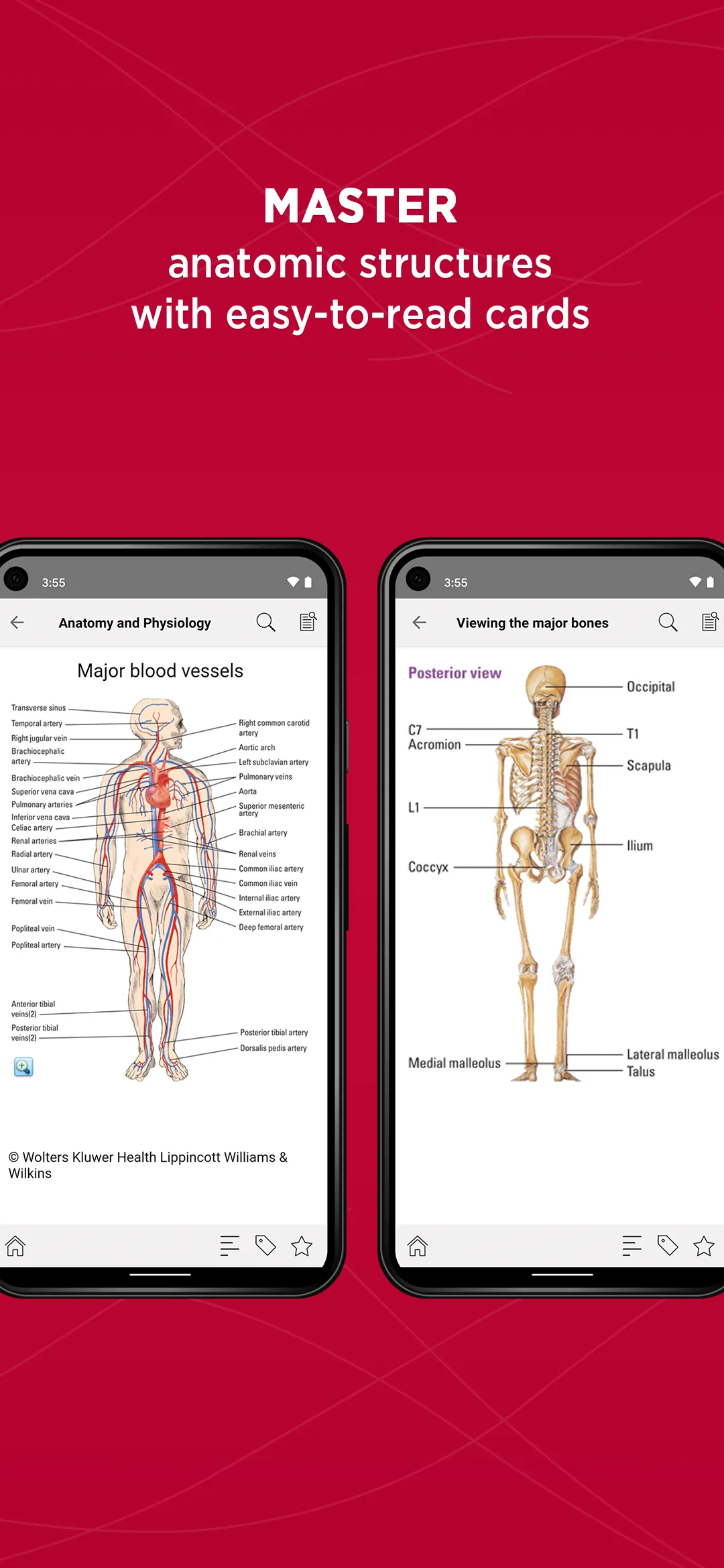 Anatomy & Physiology Made Easy | Indus Appstore | Screenshot