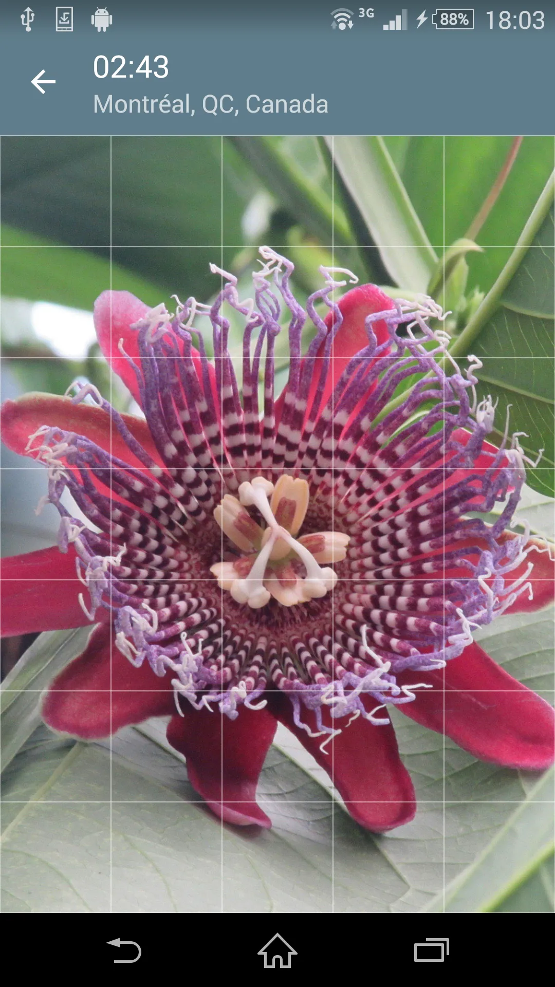 Jigsaw Puzzle: Flowers | Indus Appstore | Screenshot