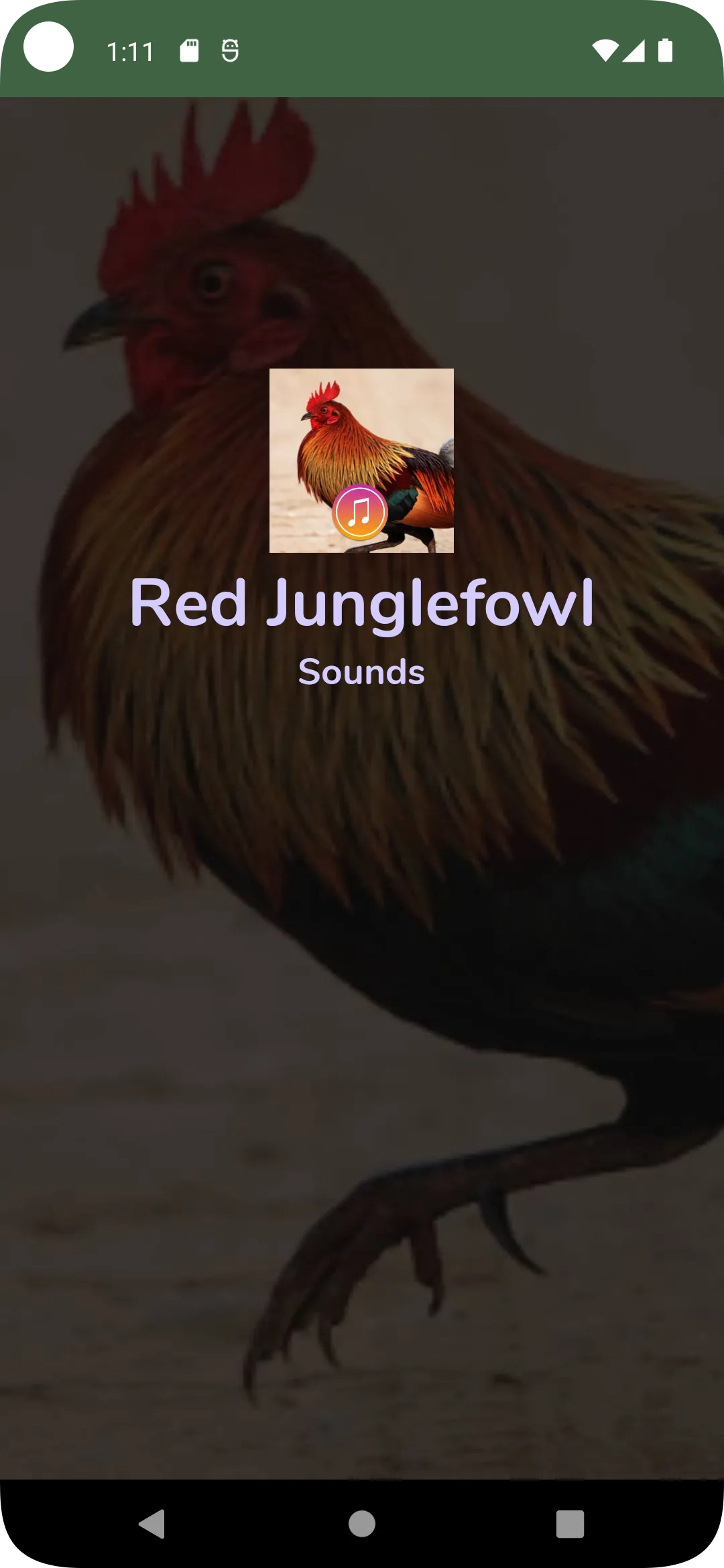 Red Junglefowl Sounds HD | Indus Appstore | Screenshot