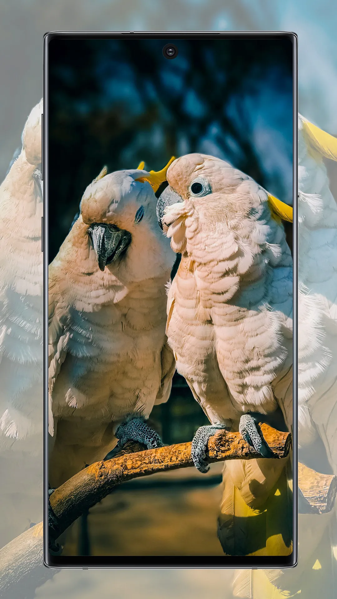 Cute Parrot Wallpaper | Indus Appstore | Screenshot