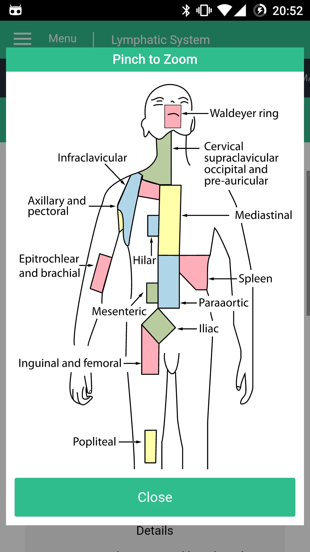 Lymphatic System Reference | Indus Appstore | Screenshot