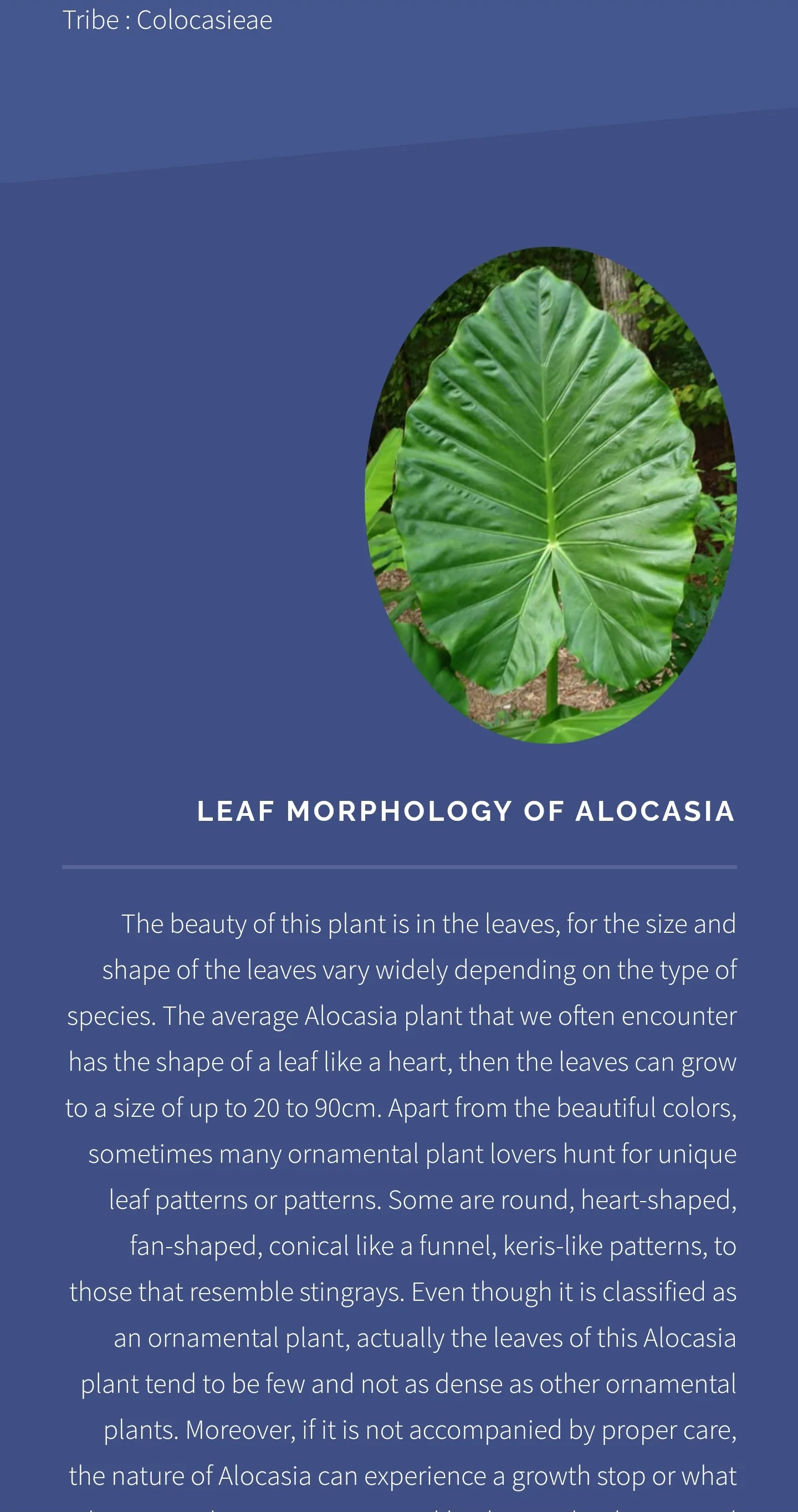 Alocasia Ornamental Plant Guid | Indus Appstore | Screenshot