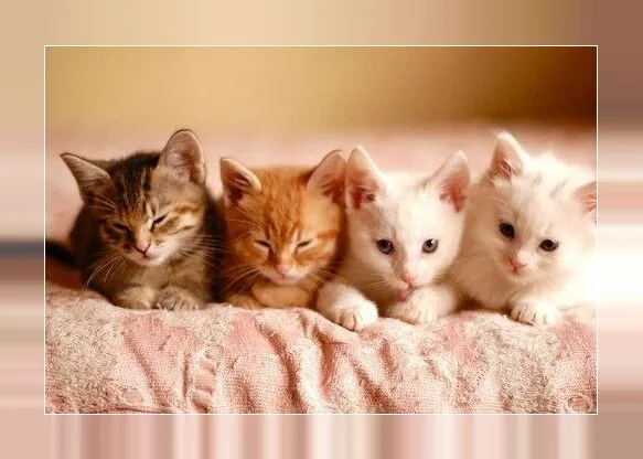 Cute kittens wallpapers | Indus Appstore | Screenshot