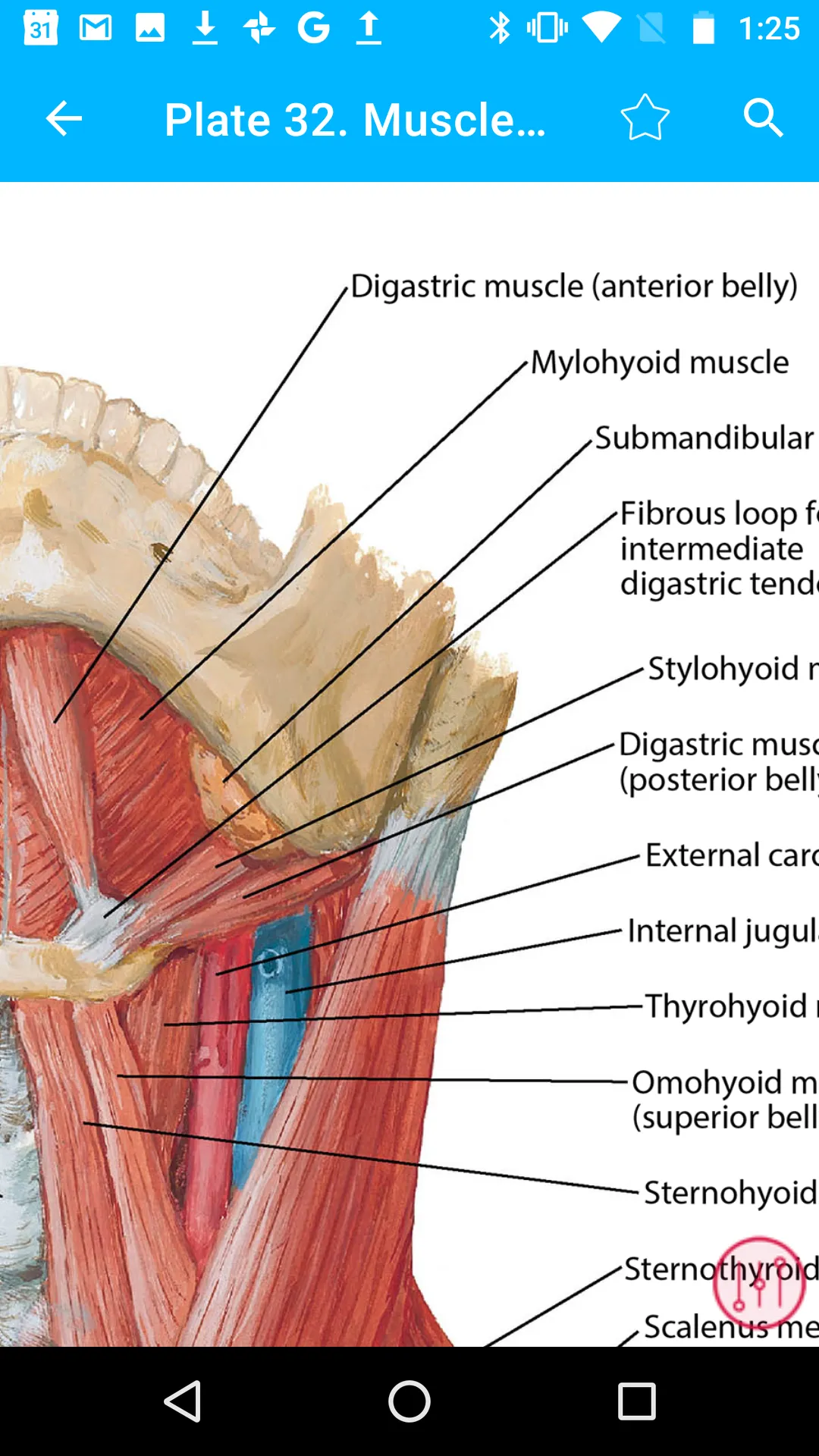 Anatomy Atlas, USMLE, Clinical | Indus Appstore | Screenshot