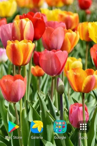 Tulip Wallpapers | Indus Appstore | Screenshot