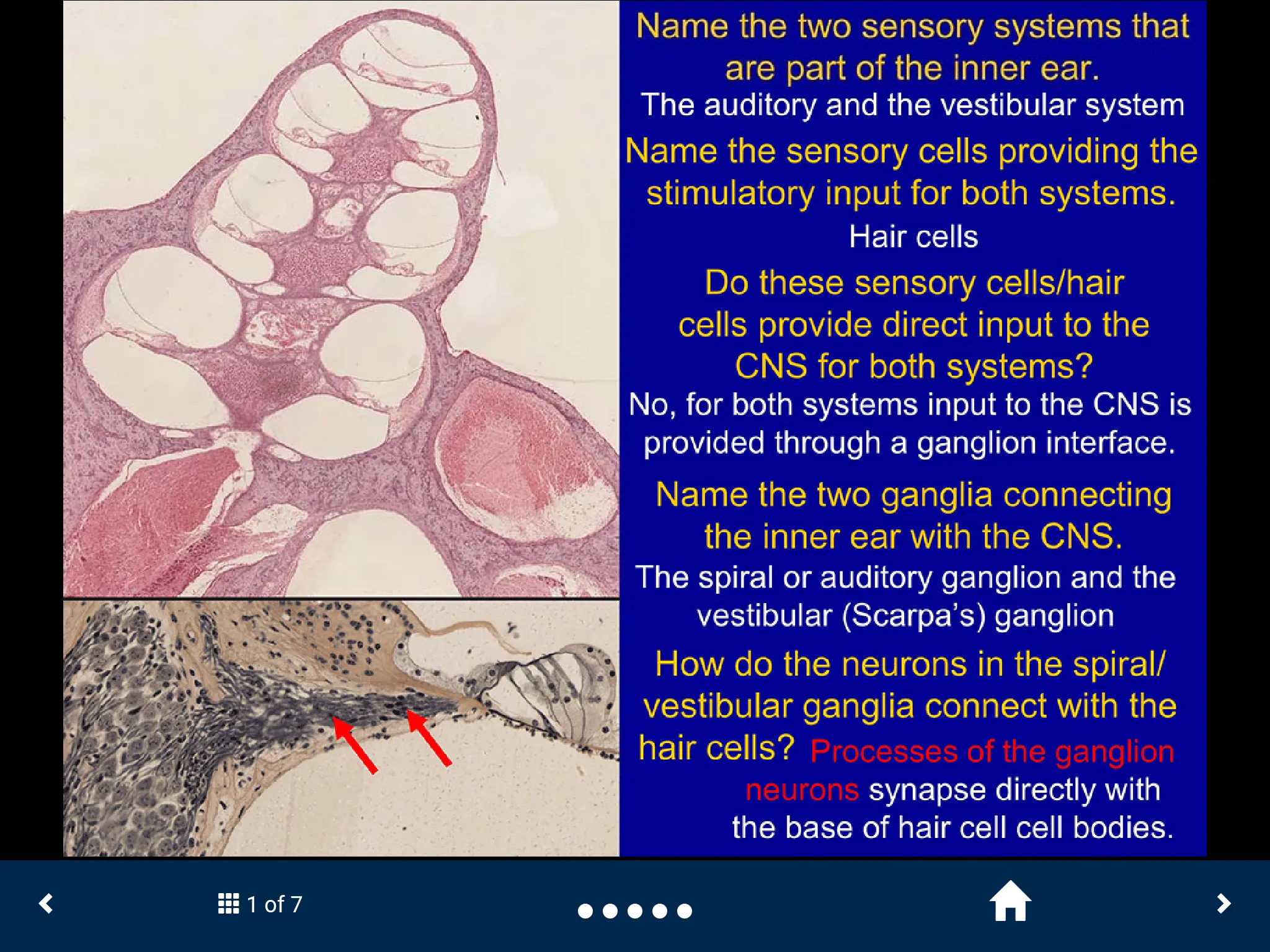 Neuroanatomy - SecondLook | Indus Appstore | Screenshot