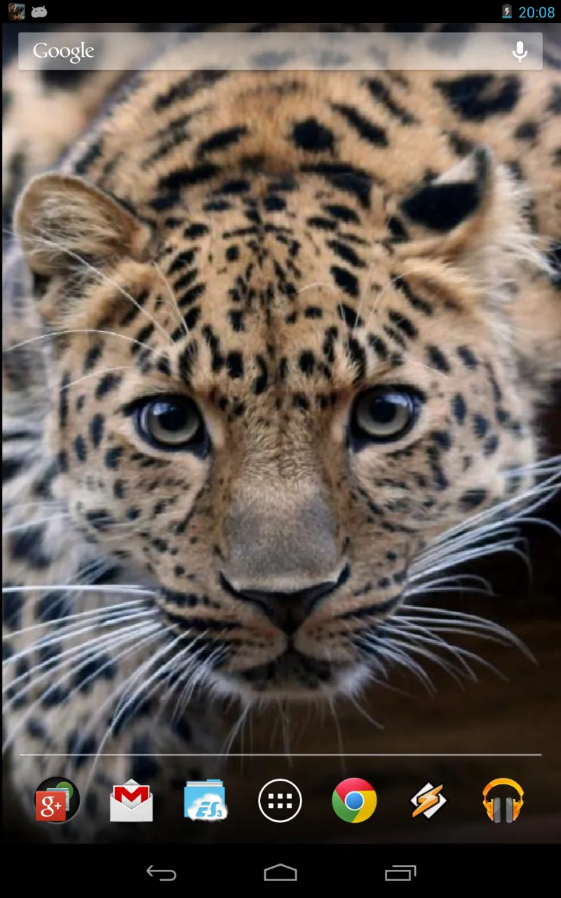 Magic Touch: Leopard Live Wall | Indus Appstore | Screenshot