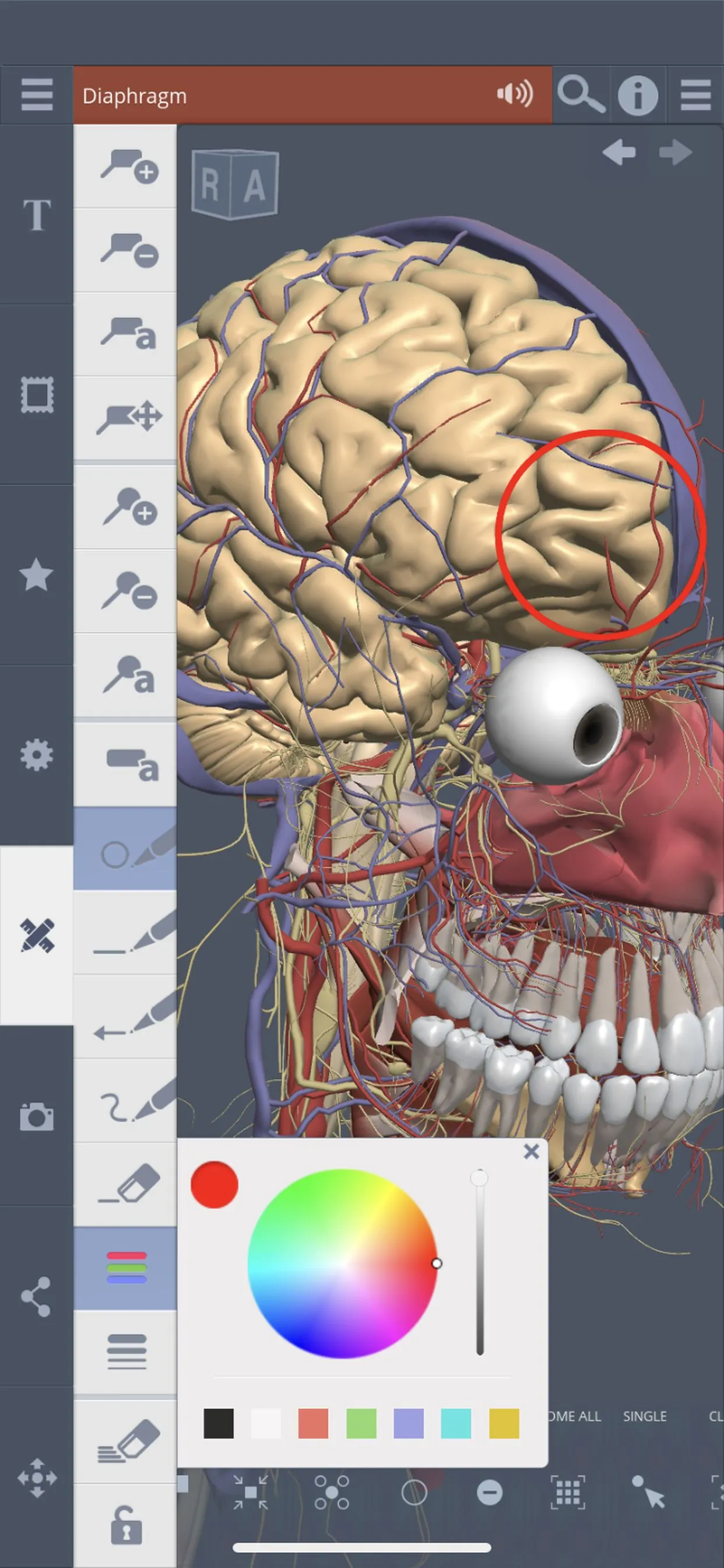 Primal's 3D Whole body | Indus Appstore | Screenshot