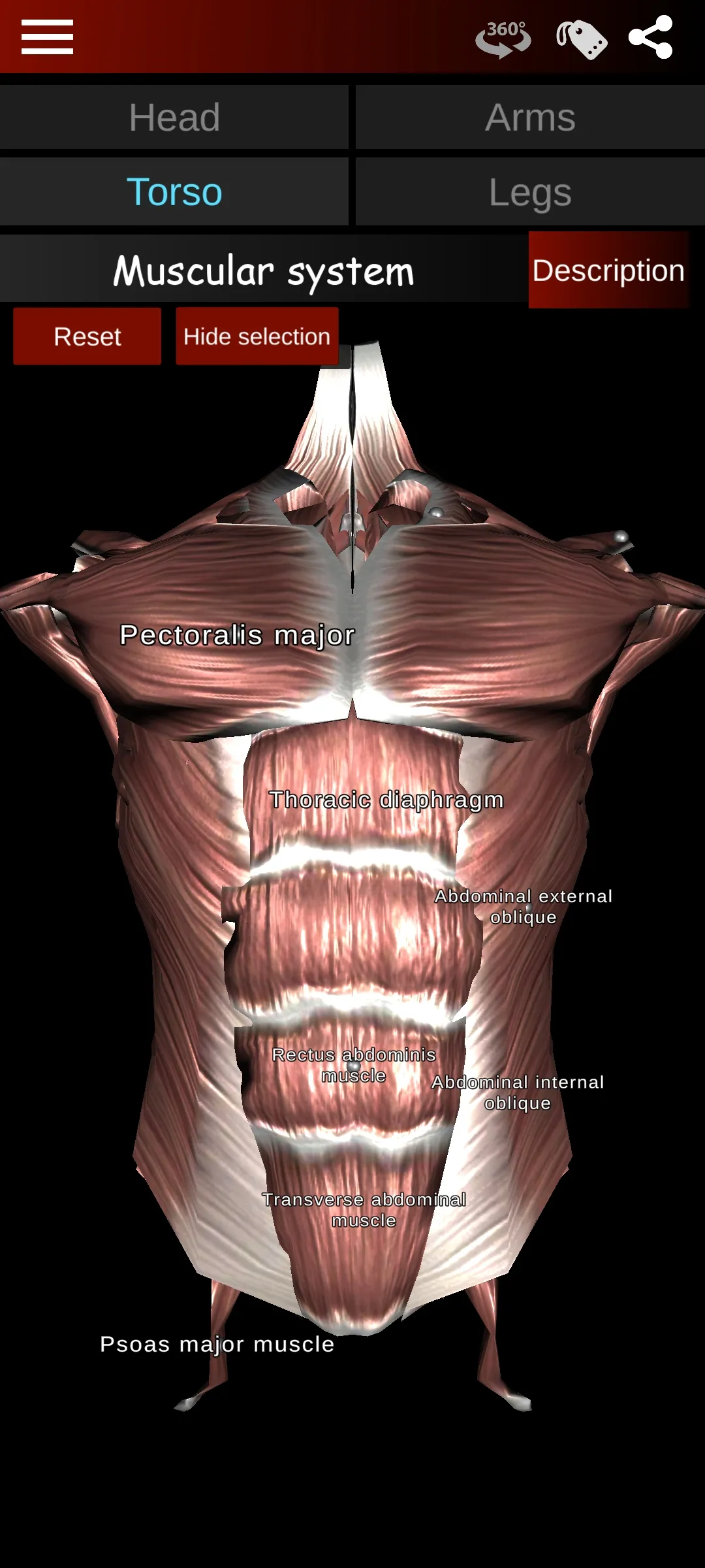 Muscular System 3D (anatomy) | Indus Appstore | Screenshot