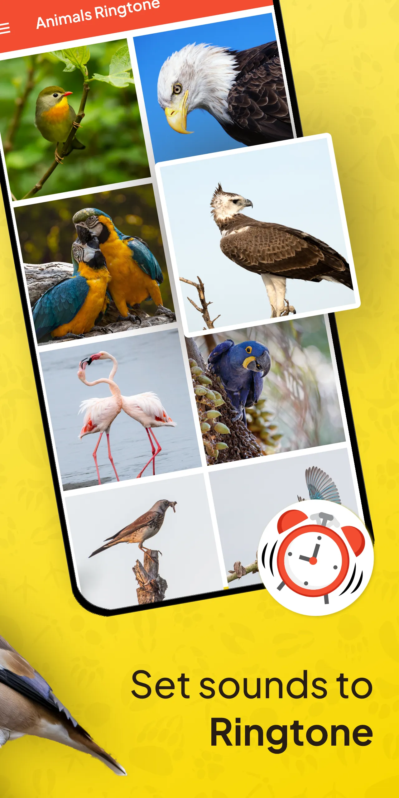 Animal Ringtone - Birds Sound | Indus Appstore | Screenshot