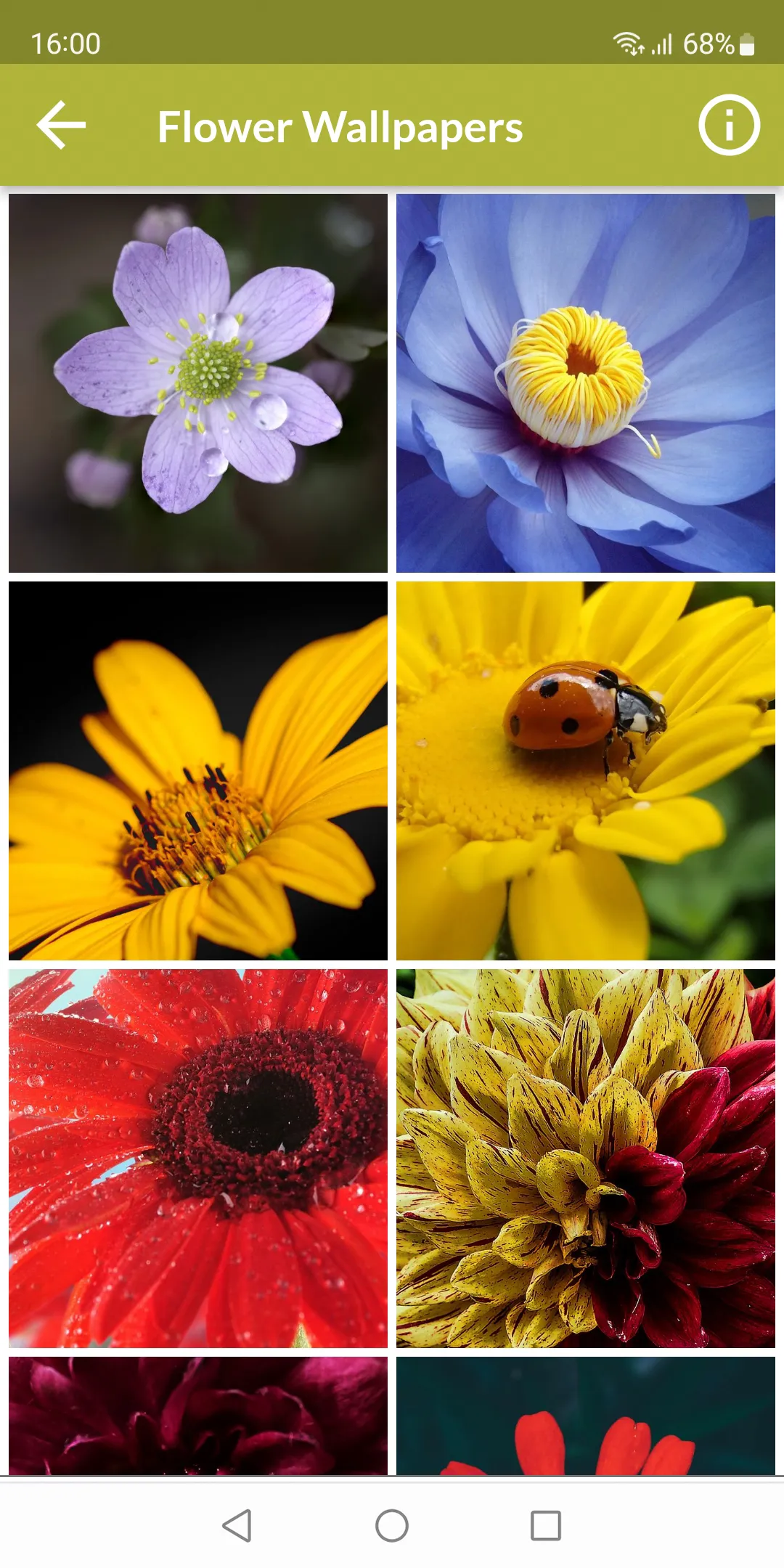 Flower Wallpapers | Indus Appstore | Screenshot