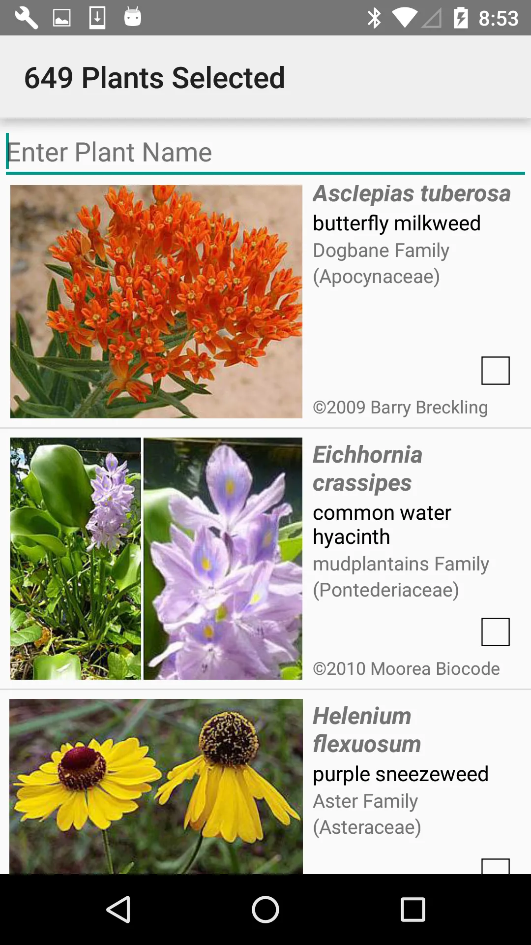 Louisiana Wildflowers | Indus Appstore | Screenshot