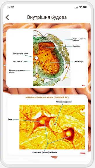 Human Anatomy. Neurology | Indus Appstore | Screenshot