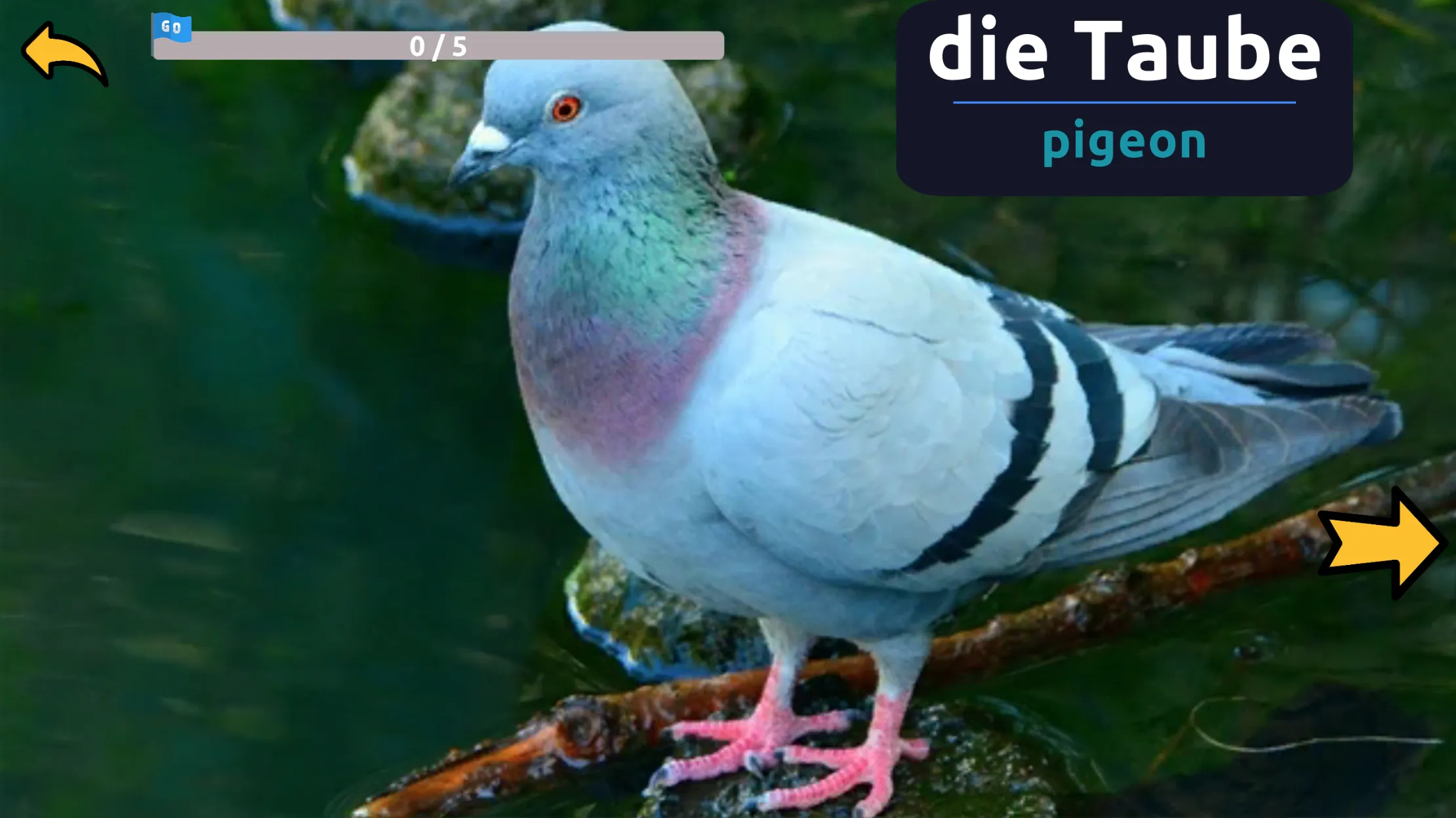 Learn Animals in German | Indus Appstore | Screenshot