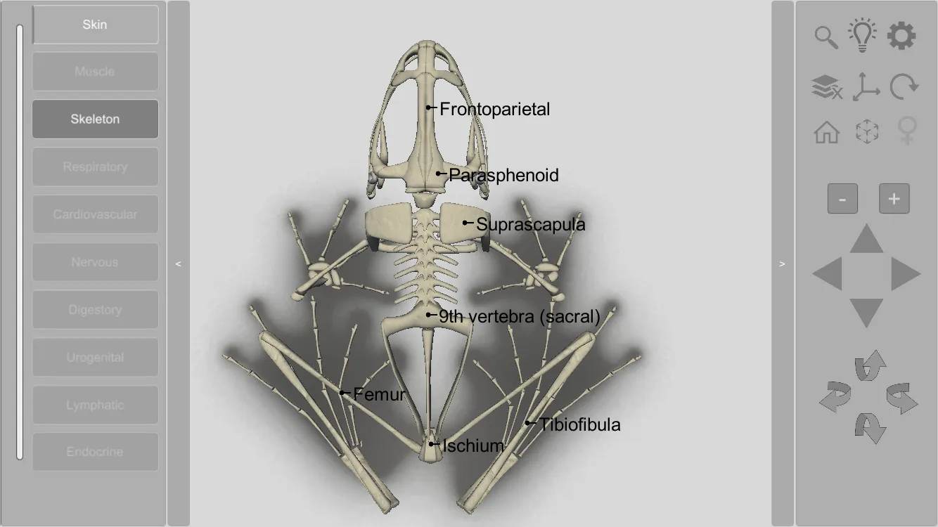 3D Frog Skeleton | Indus Appstore | Screenshot