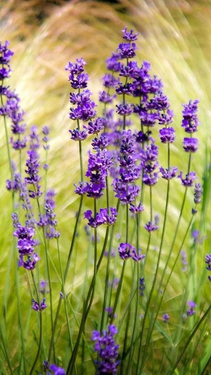 Lavender Live Wallpaper | Indus Appstore | Screenshot