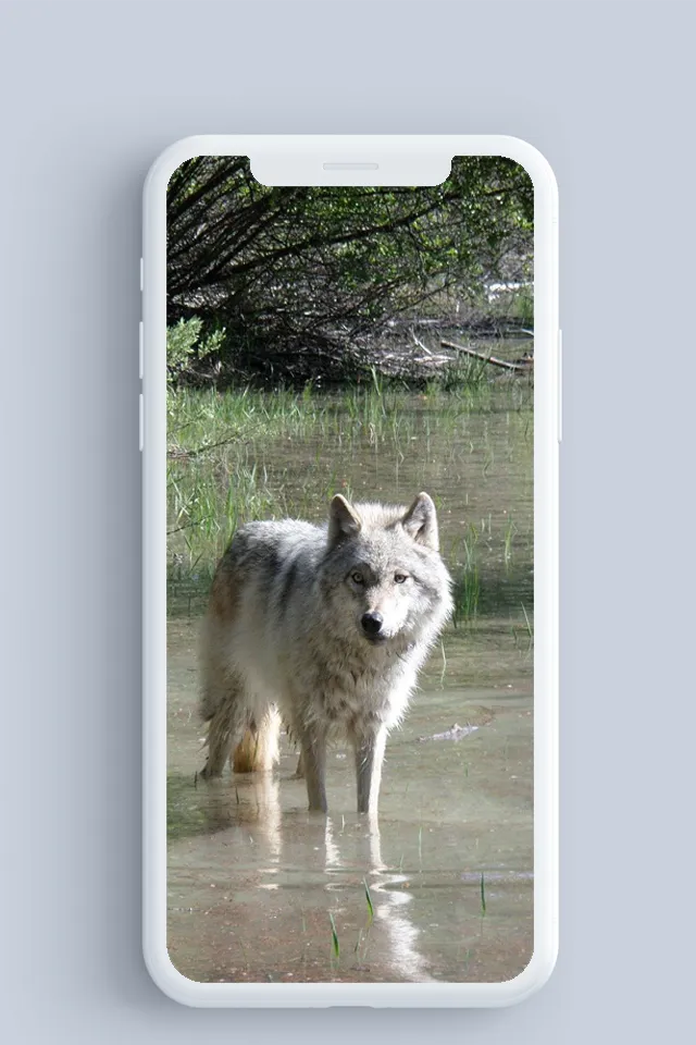 Wolf wallpaper | Indus Appstore | Screenshot