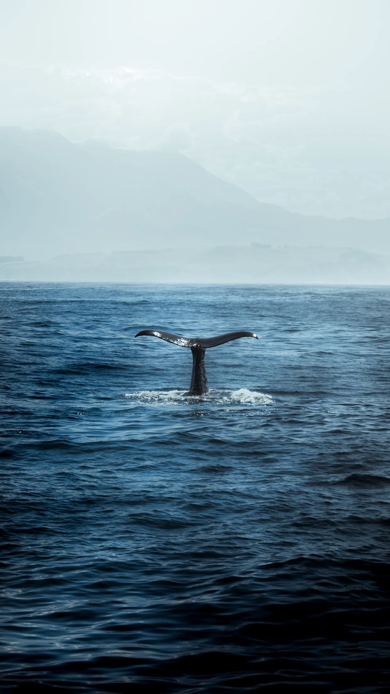 Whale Wallpaper | Indus Appstore | Screenshot