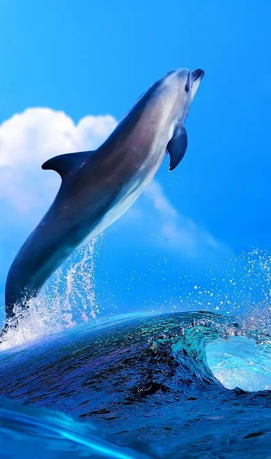 Dolphins Wallpapers | Indus Appstore | Screenshot