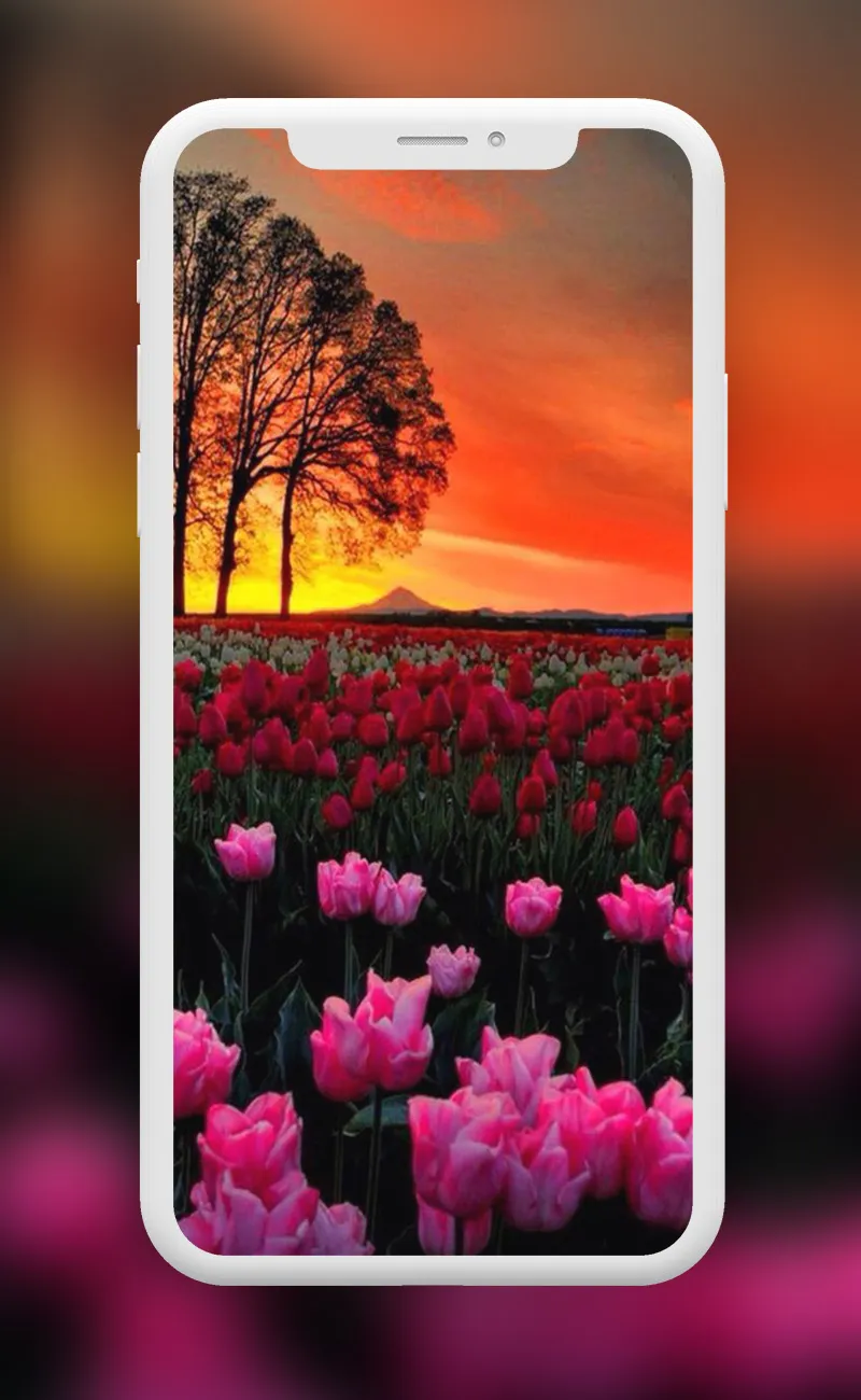 Flowers Wallpapers | Indus Appstore | Screenshot