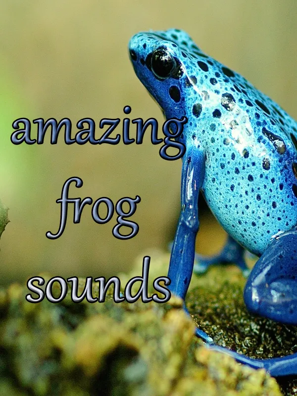 Sounds of frog | Indus Appstore | Screenshot