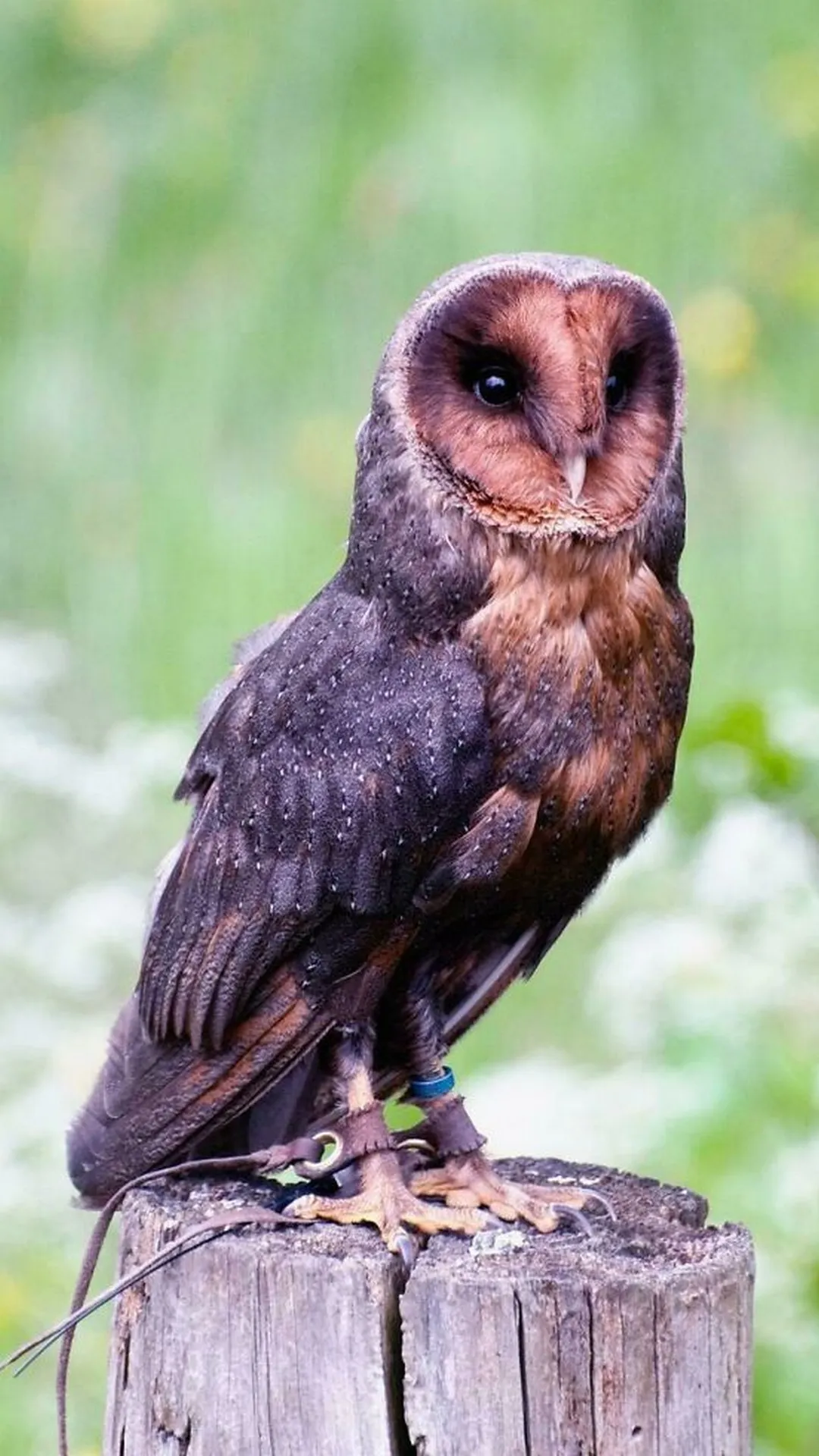 Owl Wallpapers | Indus Appstore | Screenshot