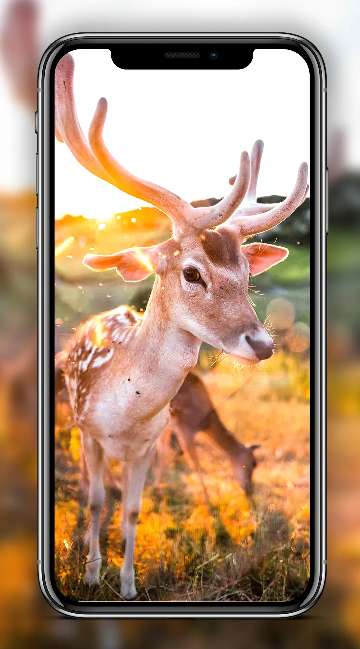 Deer Wallpapers | Indus Appstore | Screenshot