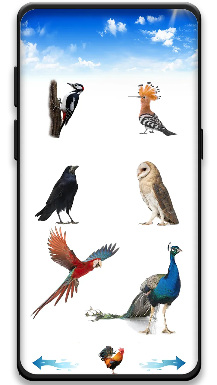 Bird sounds | Indus Appstore | Screenshot