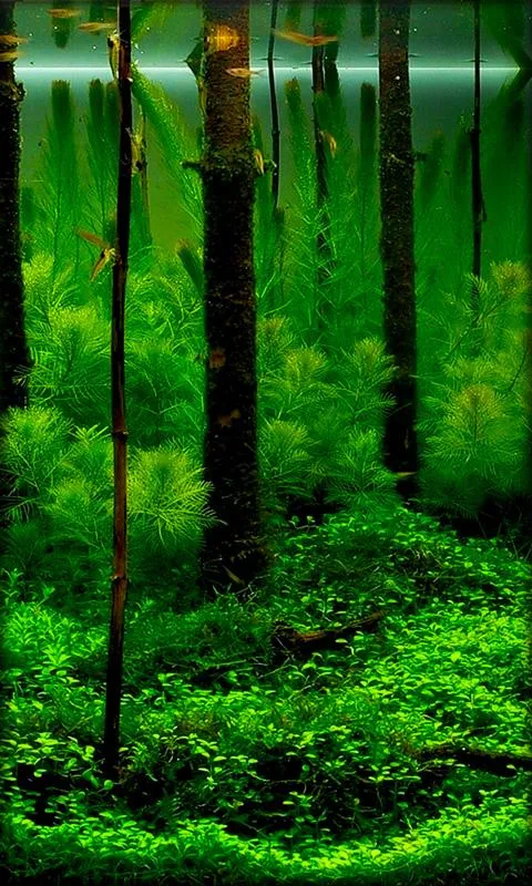 Aquarium Live Wallpaper | Indus Appstore | Screenshot