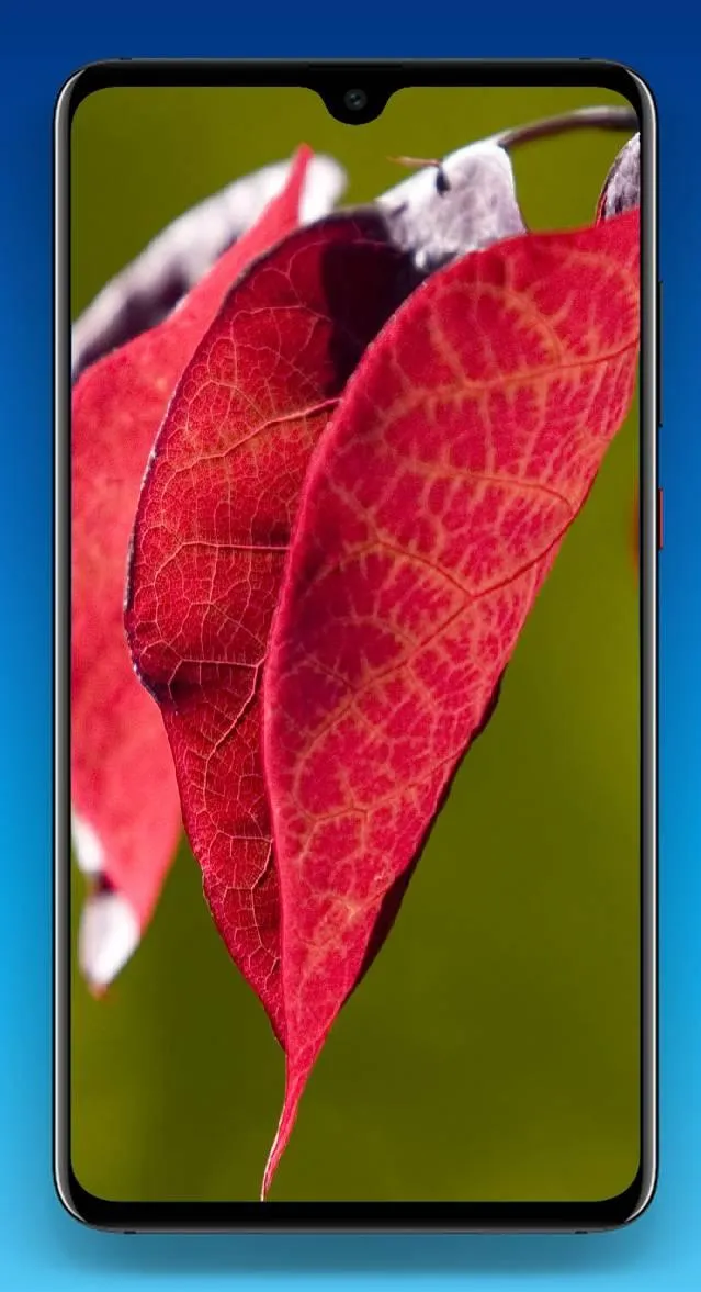 Leaf Wallpaper 4K | Indus Appstore | Screenshot