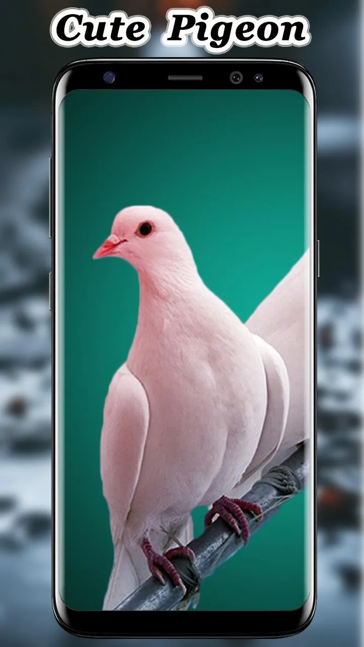 Cute Pigeon wallpaper | Indus Appstore | Screenshot