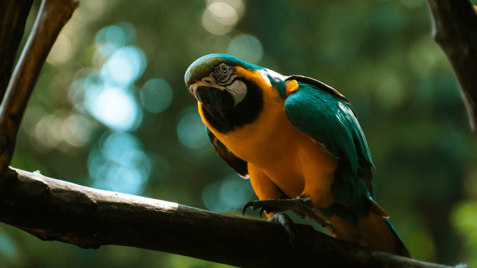 Macaw Bird Sounds | Indus Appstore | Screenshot