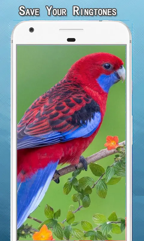 Parrot Sounds Ringtone | Indus Appstore | Screenshot