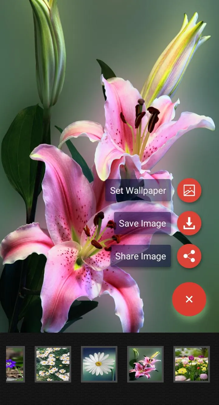 Flowers Wallpaper | Indus Appstore | Screenshot