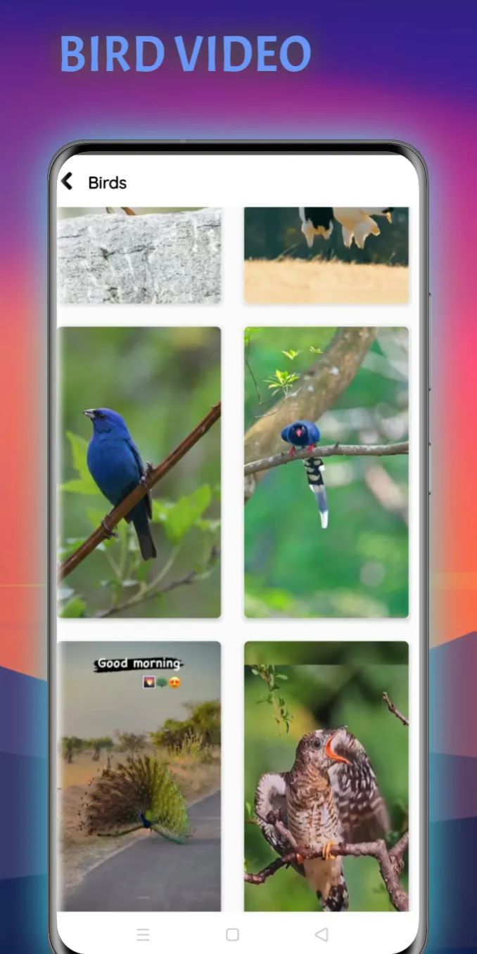 Animal Video Status | Indus Appstore | Screenshot