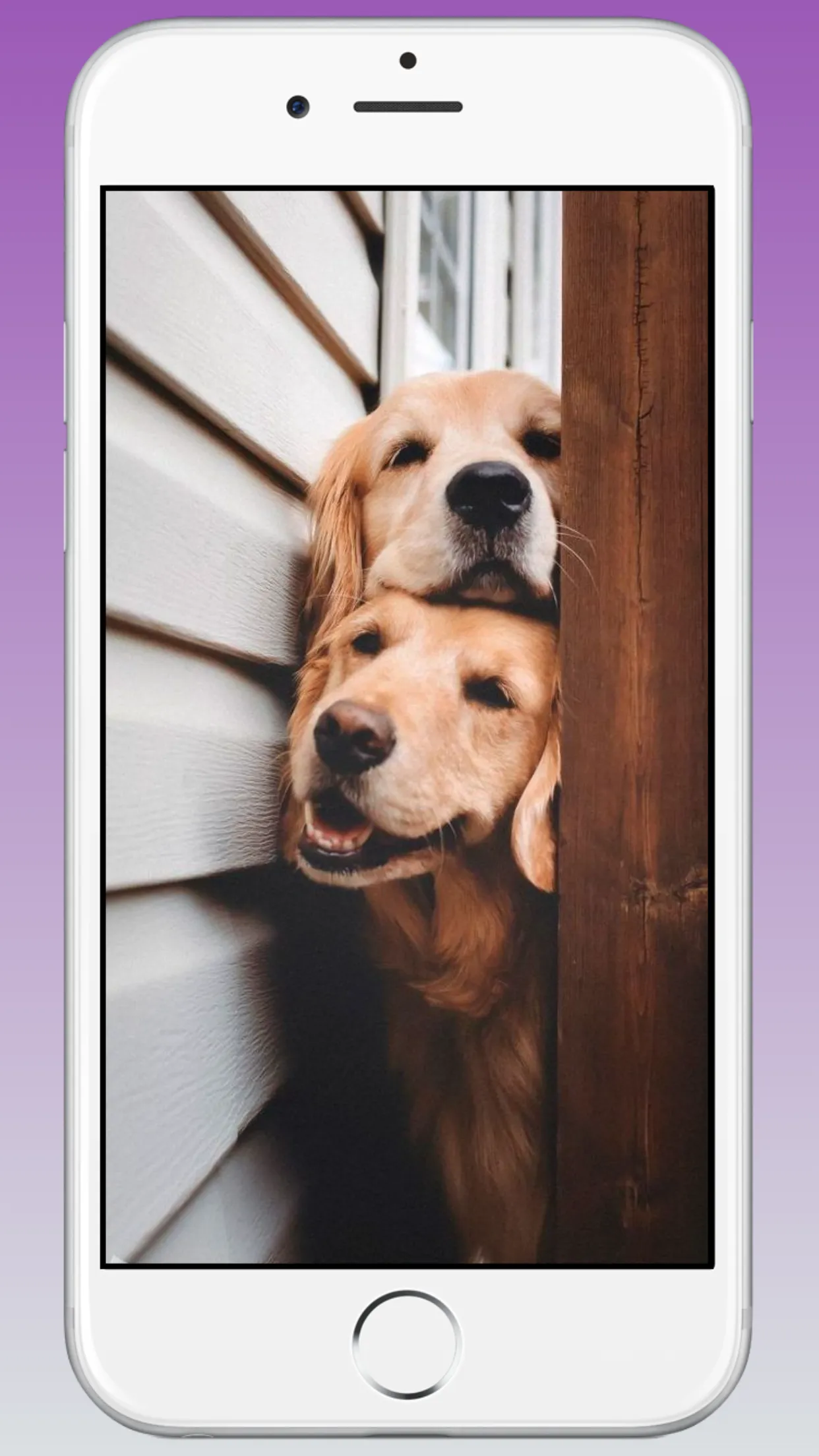 Cute Puppy & Dog Wallpapers HD | Indus Appstore | Screenshot