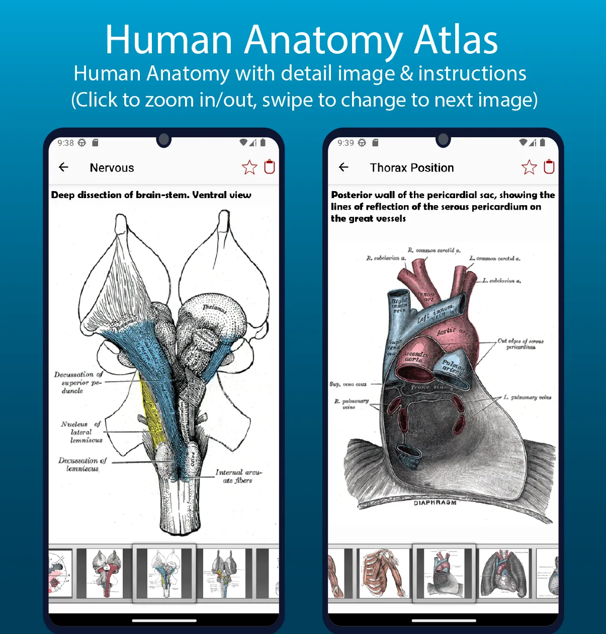 Human Anatomy Handbook | Indus Appstore | Screenshot